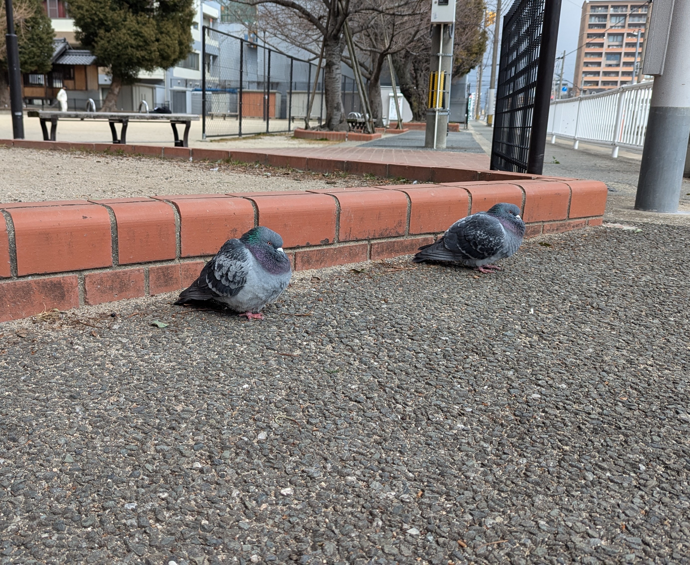 Hato.jpg